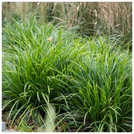 Turzyca morrowa Irish Green...