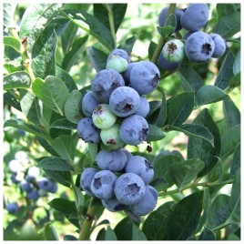 Borówka amerykańska...