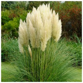 Trawa pampasowa biała C2 GRDI