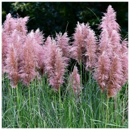 Trawa pampasowa różowa C2 GRDI