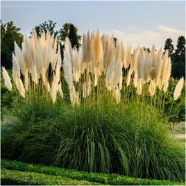 Trawa pampasowa biała P11...