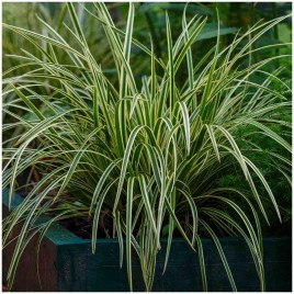 Turzyca morrowa Ice Dance...