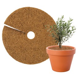 Krążek kokosowy 19cm TinTours