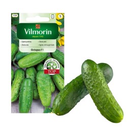 Ogórek gruntowy Octopus F1...