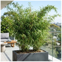 Fargesia rdzawa (bambus)...