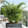 Fargesia rdzawa (bambus) P14 30cm