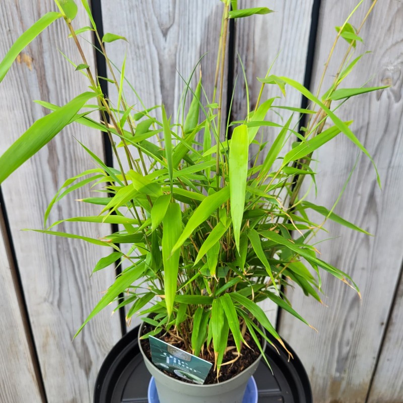 Fargesia rdzawa (bambus) P14 30cm