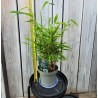 Fargesia rdzawa (bambus) P14 30cm