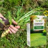 Chwastox Complex 260EW 100ml Agropak