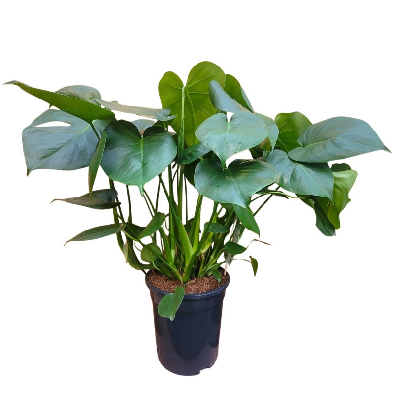 Monstera dziurawa P21 70cm