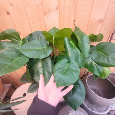 Monstera dziurawa P21 70cm