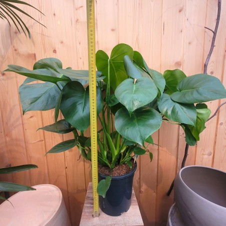 Monstera dziurawa P21 70cm