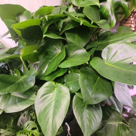 Monstera dziurawa P21 70cm