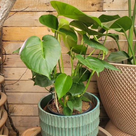 Monstera dziurawa P21 70cm