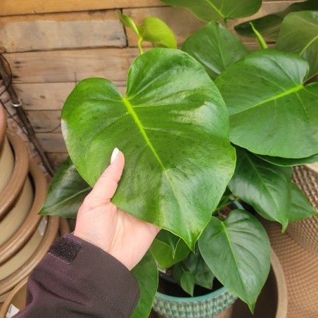 Monstera dziurawa P21 70cm