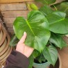 Monstera dziurawa P21 70cm
