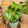 Monstera dziurawa P21 70cm