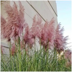 Trawa pampasowa Rosea P13