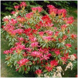 Pieris japoński Valley...