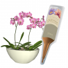 Nawóz do storczyków aplikator 35ml DCO