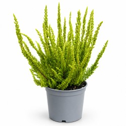 Wrzos Skyline 30cm