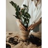 Ziemia podłoże do roślin domowych palm juk i innych 5L Kronen