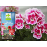 Ziemia do pelargonii 20L z nawilżaczem Kronen