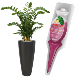 Zamiokulkas Strong odżywka...