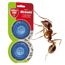 Blattanex pułapka na mrówki...