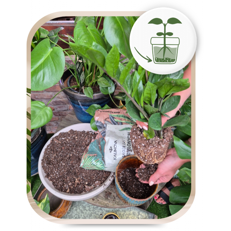 Ziemia typu bigos: podłoże do kwiatów Kalinova 8l