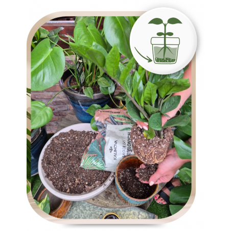 Ziemia typu bigos: podłoże do kwiatów Kalinova 8l