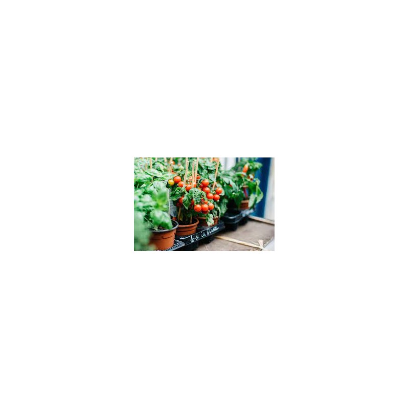 Nawóz do pomidorów 1kg BIO Westland