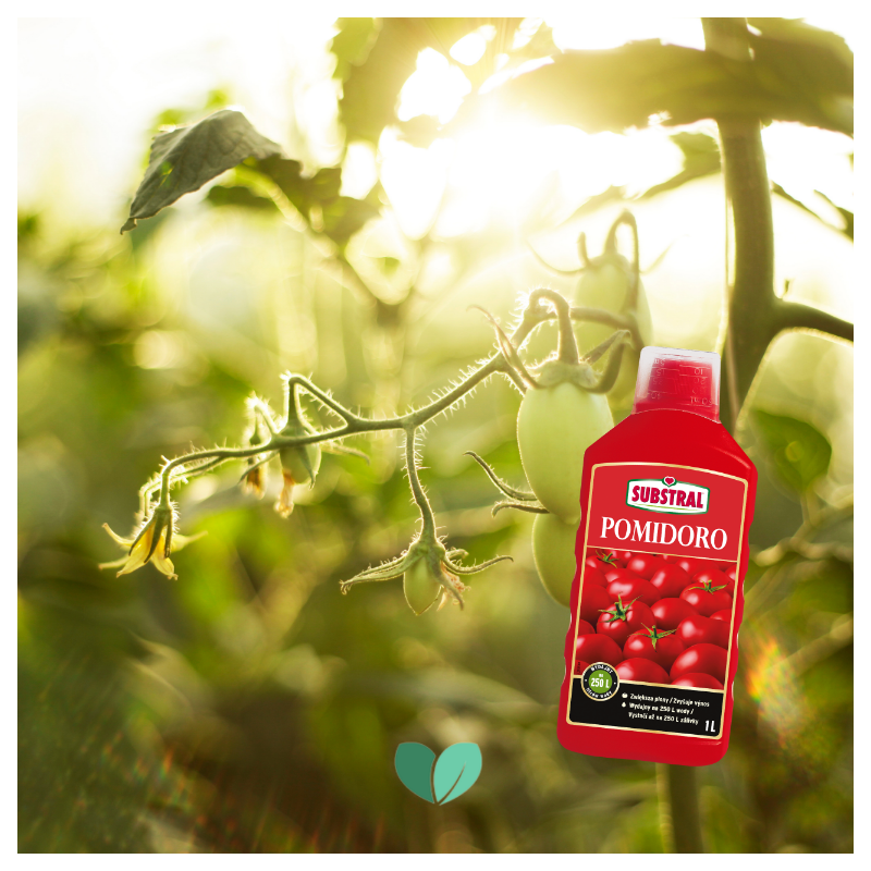 Nawóz do pomidorów Pomidoro 1L Substral