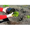 Ziemia do iglaków 20l Kronen