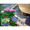 Nawóz do hortensji bukietowych 1,2kg Agrecol