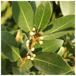 Liść laurowy P9 35cm HA-PL