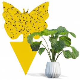 Żółte tablice lepowe...