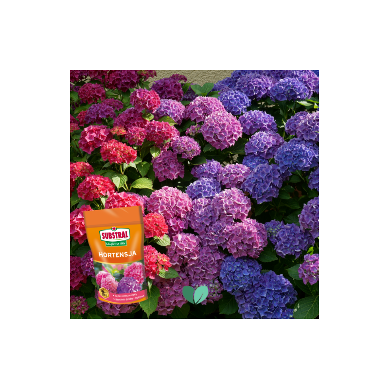 Nawóz do hortensji Magiczna Siła 350g Substral
