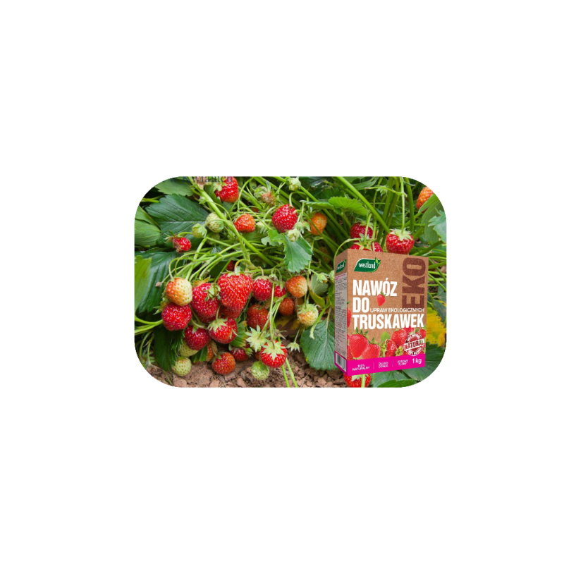 Nawóz do truskawek Bio 1kg Westland