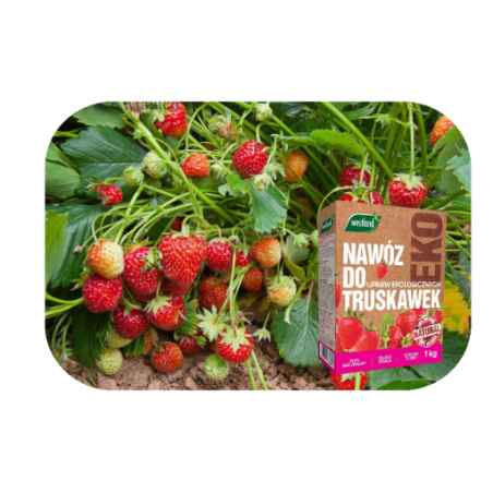 Nawóz do truskawek Bio 1kg Westland
