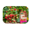 Nawóz do truskawek Bio 1kg Westland
