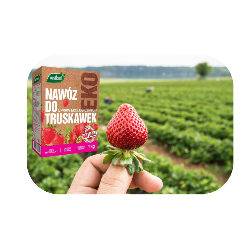 Nawóz do truskawek Bio 1kg Westland