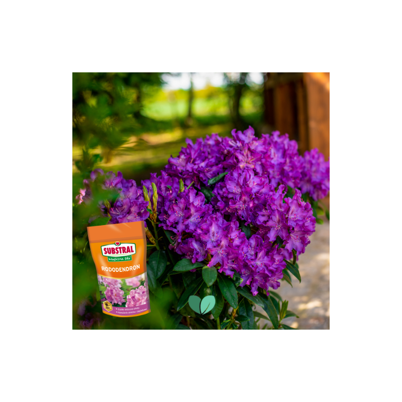 Nawóz do rododendronów Magiczna Siła 350g Substral