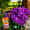 Nawóz do rododendronów Magiczna Siła 350g Substral
