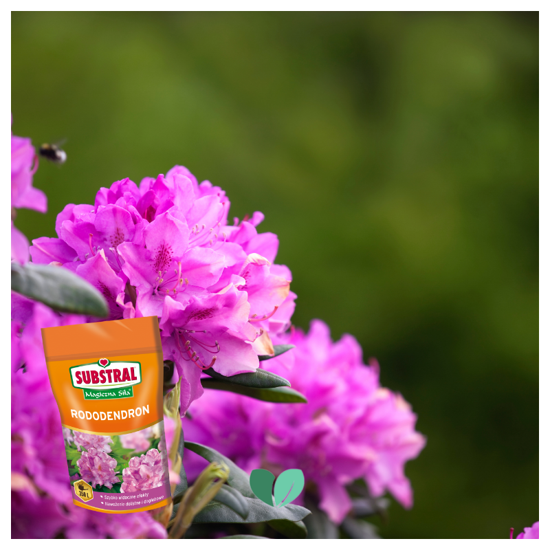 Nawóz do rododendronów Magiczna Siła 350g Substral