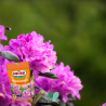 Nawóz do rododendronów Magiczna Siła 350g Substral