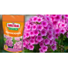 Nawóz do rododendronów Magiczna Siła 350g Substral