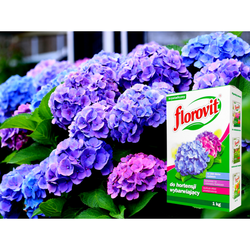 Nawóz wybarwiający do hortensji 1kg Florovit