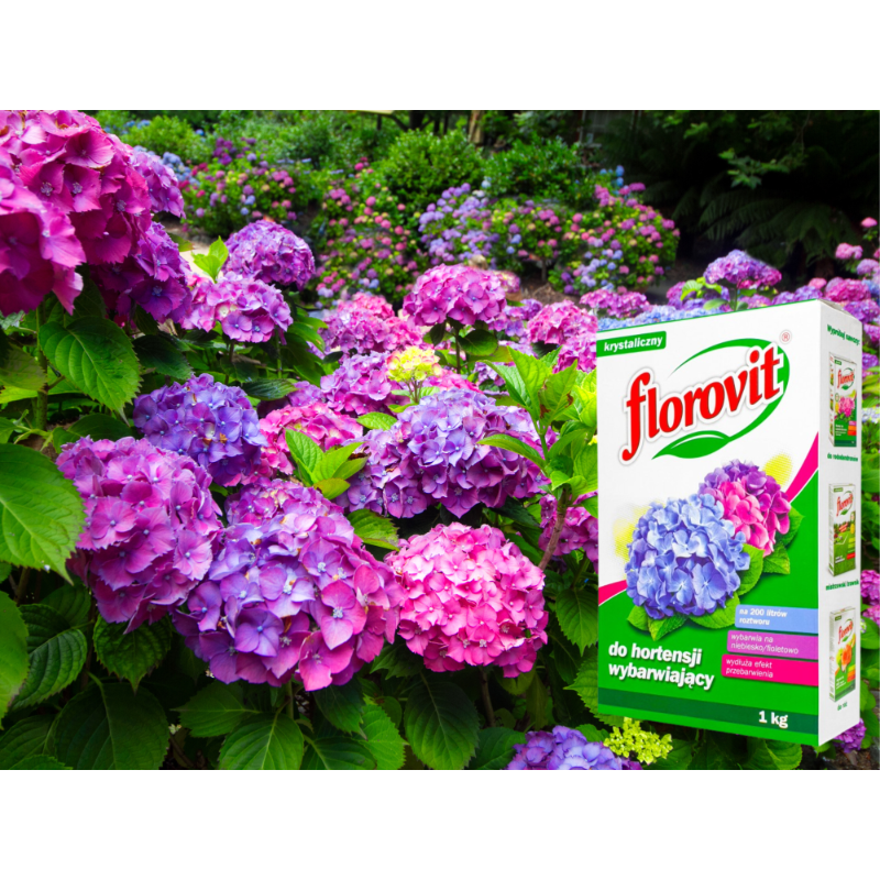 Nawóz wybarwiający do hortensji 1kg Florovit
