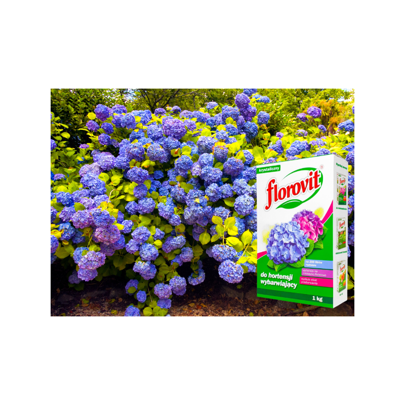 Nawóz wybarwiający do hortensji 1kg Florovit